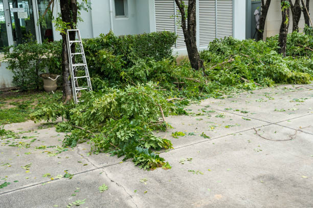 Best Stump Grinding Near Me  in Barton, NM